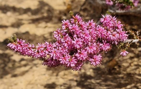 Erica inaequalis flowering branch